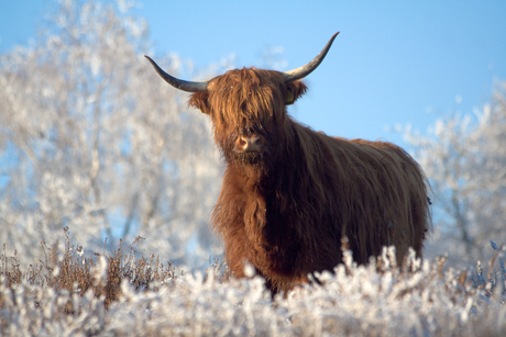 Stier op Mookerheide