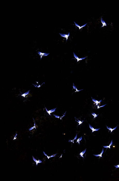 Birds glow 2014