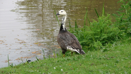 Coevorden