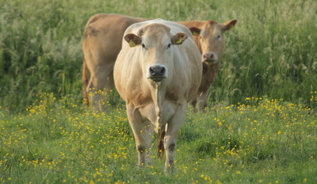 Blonde d'aquitaine