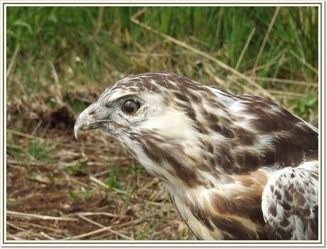 Buizerd