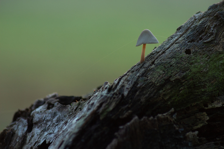 paddenstoel