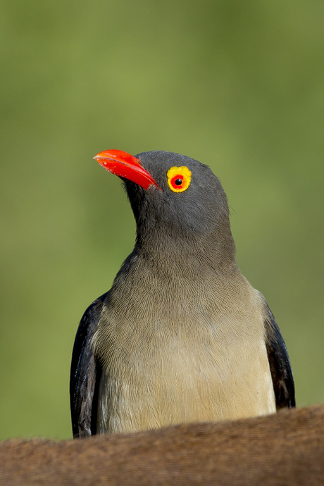 red billed oxpecker