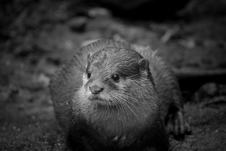 Dwergotter in Burgers ZOO