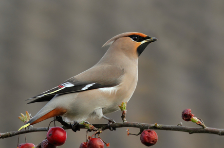 The Waxwing