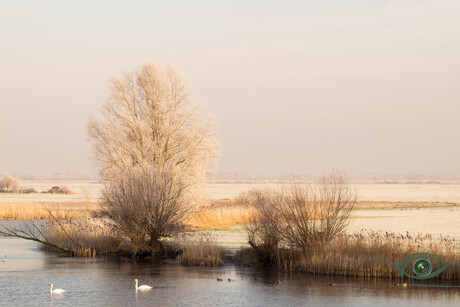 Het gouden licht