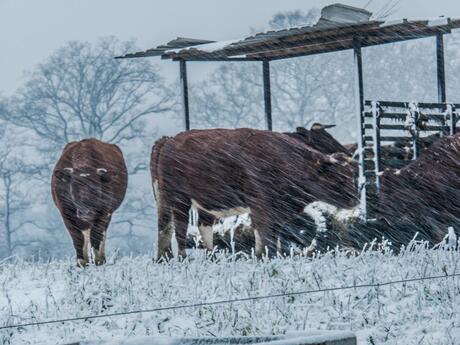 Koeien in het winterse weer