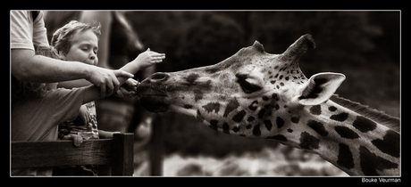 Dag Giraffe...