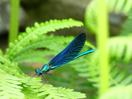 Blauwe bosbeek juffer