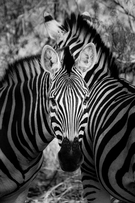 Zebras in Krugerpark-1