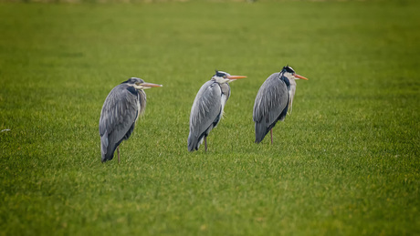 Reigers in de wacht