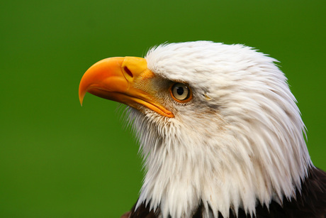Benfica Eagle