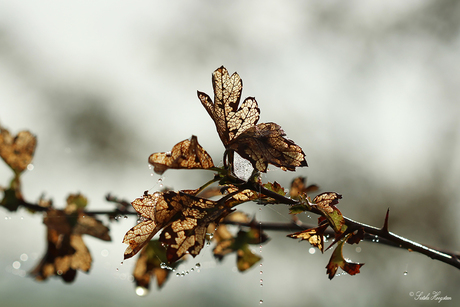 Herfstblad