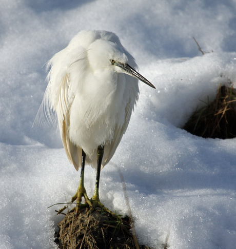 Kleine zilverreiger