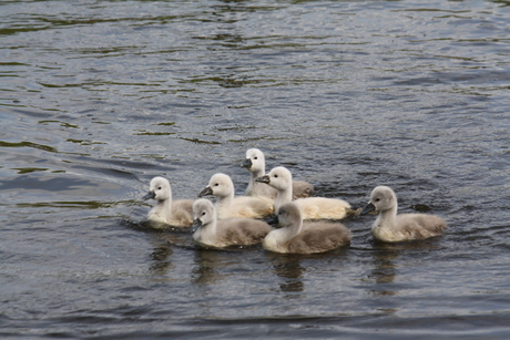 de zwanen kinderen