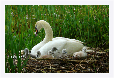 Een goed nest