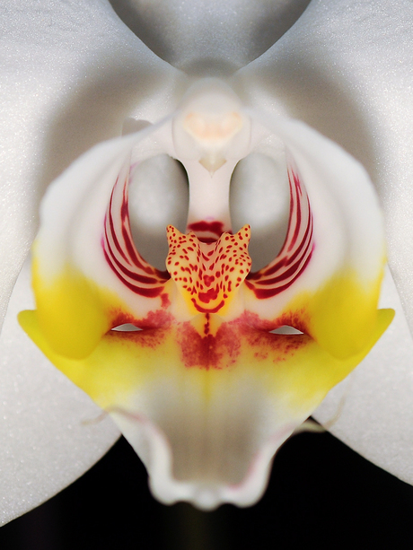Orchidee close-up 4