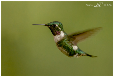 Kolibrie in vlucht, Ecuador.