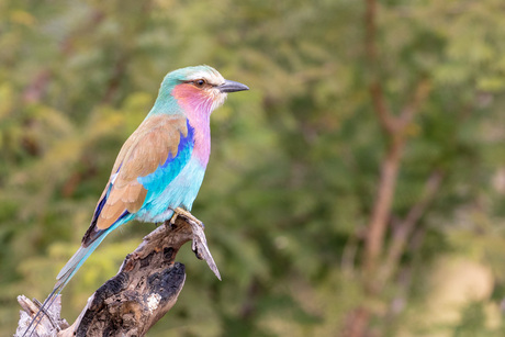 lilac-breasted roller