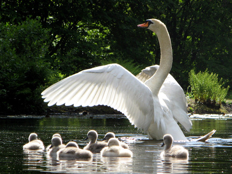 Onder moeders vleugel