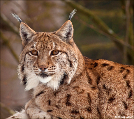 Lynxportret