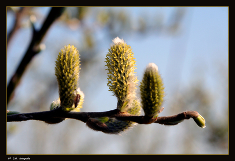 Salix Caprea Pendula