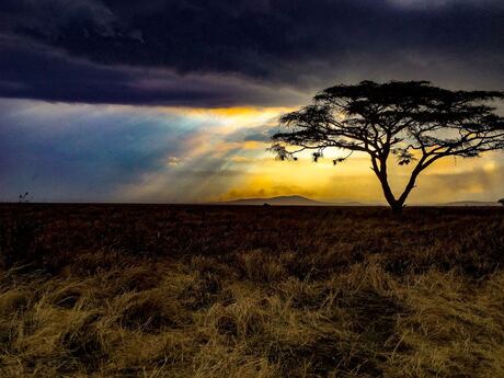Zonsopkomst in het prachtige Serengeti NP - Tanzania