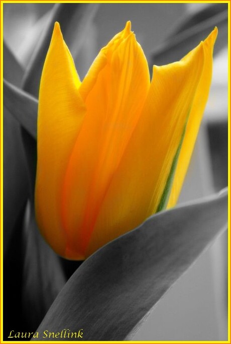 Yellow tulip