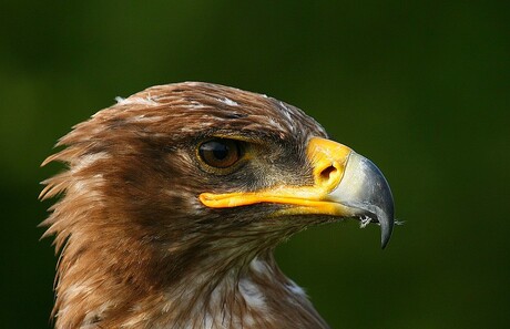 Woestijnbuizerd