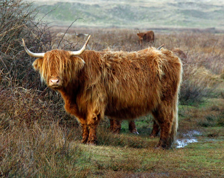 Schotse Hooglander