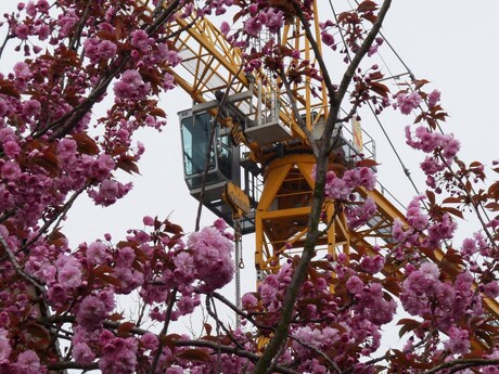 Genieten voor Twee . Lente bloesem