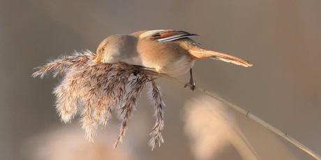 Baardmannetje