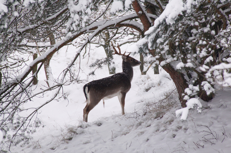 hert in het winterlandschap