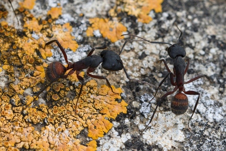 6337E70E-3EC8-414E-BC76-84D40684F082 - 2 grote mieren op korstmos - foto door TheoT op 14-12-2018 - deze foto bevat: macro, natuur, mier