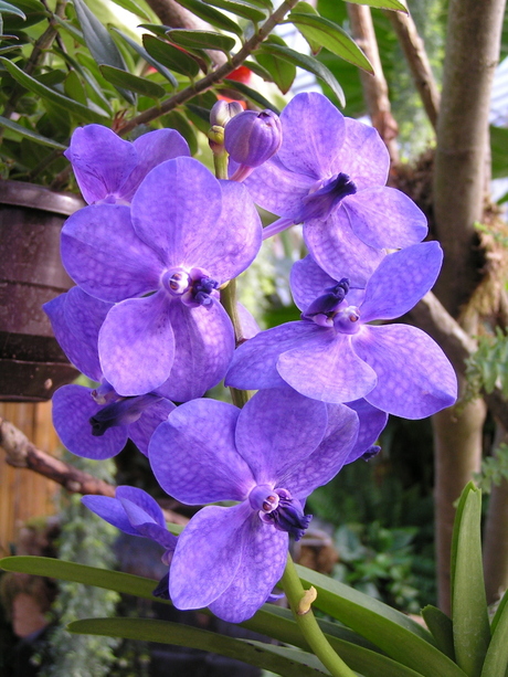 Vanda-orchideeën