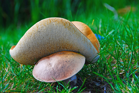 Zeeuwse paddestoelen