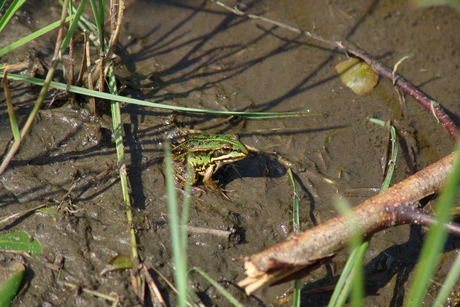 Frog in de mud.