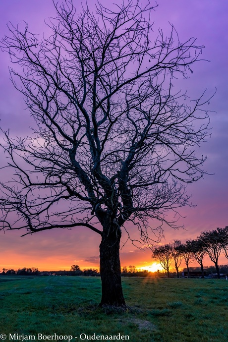 Zonsopkomst bij de boom