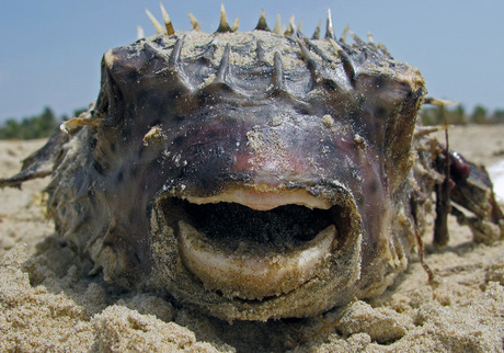 dode vis op het strand