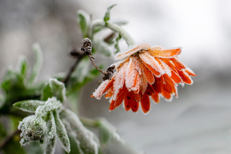 IJzig bloemetje