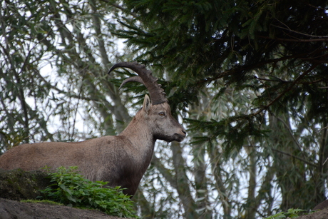 Alpensteenbok