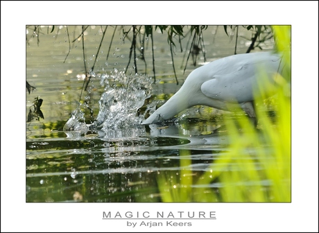 grote zilverreiger