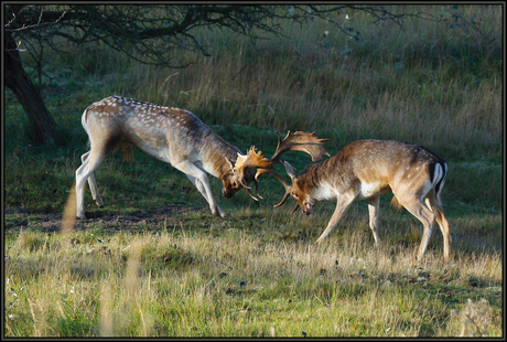 Knokkende damherten