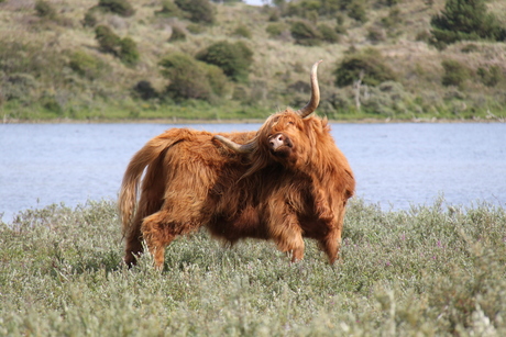 Schotse Hooglander in Kennemer duinen