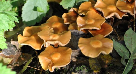 Najaars paddenstoelen