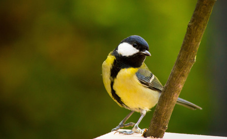 meesje in tuin