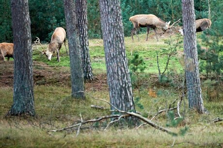 Dubbele krachtmeting op de Hoge Veluwe