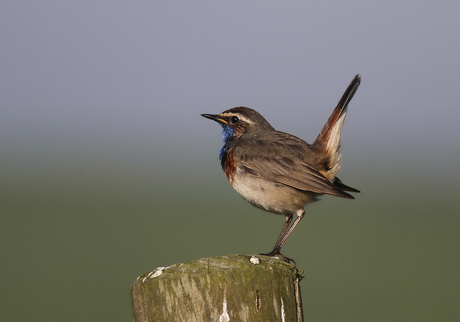 Blauwborst