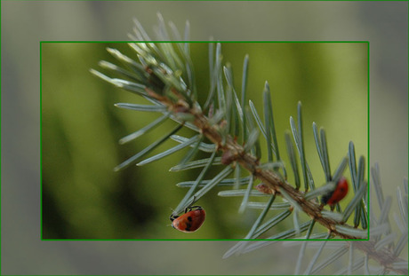 2 Spot, I'm positive now! This is a Christmas tree!