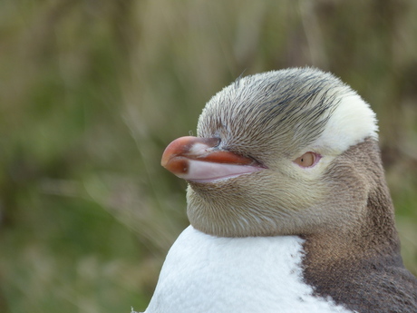 Geeloogpinguin Nieuw-Zeeland